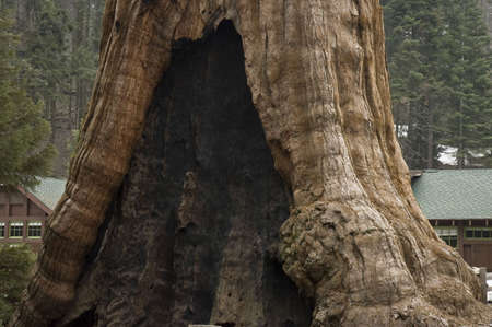 One of the famous  largest living tree, in Sequoia National Park, California, USA の写真素材