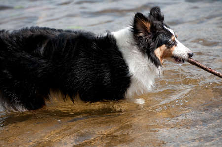 puppy sheepdog coming out of the lake with stick and splashing water - motion pictureの写真素材