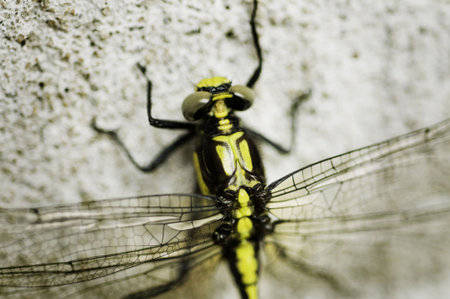 macro picture of a damselfly resting on a wall - shallow DOFの写真素材