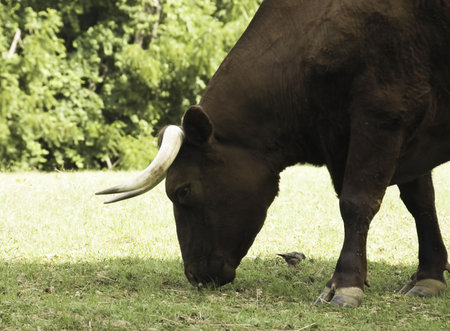 closeup of a bison and a bird on the fields of Mount Vernon, Virginia, USAの写真素材