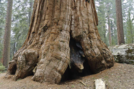 California, USA - May 5th, 2006; Details of the tree trunk,so-called  Robert E.Lee, over 22 feet diameter and 254 feet high , that survived  to many fires, Sequoia National Park, Californiaのeditorial素材
