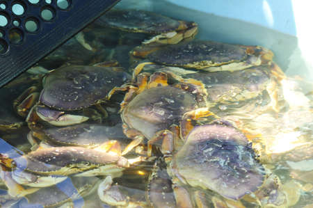 Oregon, USA -  May 13th, 2006 : lively crabson a pool  , popular seafoods in Oregon country, USAのeditorial素材