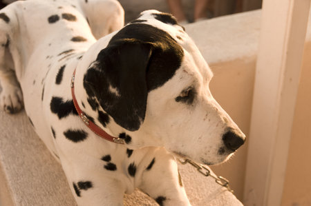 Oia, Greece - May 16th, 2007 : Close up of the black spotted white dog with red leash posing for tourists  in Oia village, Santorini , Greeceのeditorial素材