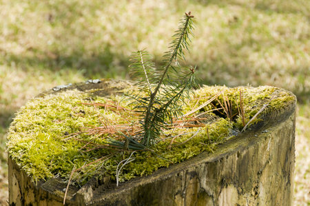 Quebec, Canada - May 5th, 2008 : close up of a small Christmas tree growing on a tree trunk on the mossのeditorial素材