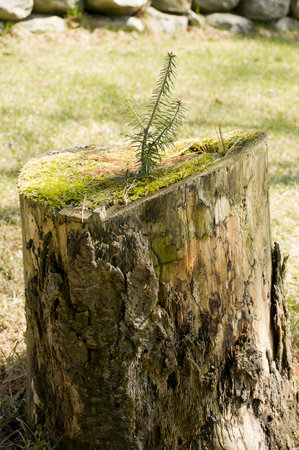 Quebec, Canada - May 5th, 2008 : close up of a small Christmas tree growing on a tree trunk on the moss - vertical pictureのeditorial素材
