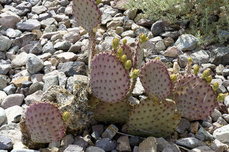 New Mexico, USA - April 24th, 2006 : prickly pear cactus growing  among the rocks in desert land of New Mexico, USA - this cactus and its fruit were used extensively by the early pioneers and indians.のeditorial素材