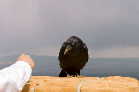 Utah, USA - April 30th, 2006   great raven taking its lunch  in Bryce Canyon, USA,の写真素材