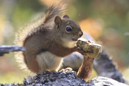 red squirrel eating on a trunk into forests of Quebec, Canadaの写真素材