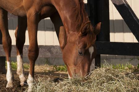 chestnut horse outside the stable,  eating hay
