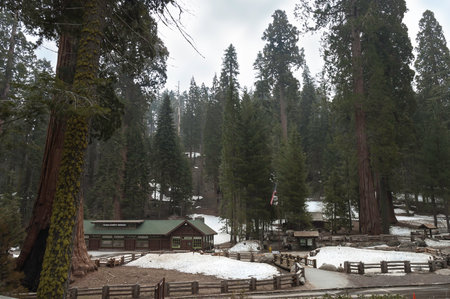 California, USA - May 5th, 2006   Giant Forest Museum in Sequoia National Park, California, USAのeditorial素材