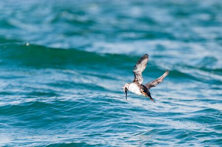 Atlantic Puffin catching a fish in flight, Mingan, North shore of  Quebec, Canada