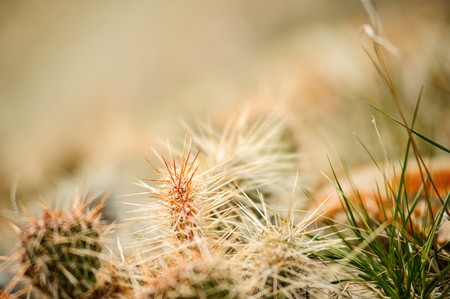beautiful background of grass and wheat - macro pictureの写真素材
