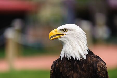 Closeup profile of a Bald Eagle with beak open Alberta, Canada  - bokeh backgroundの写真素材