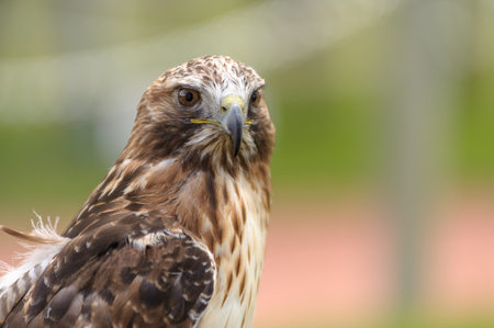 Rough-legged Hawk Latin name Buteo lagopus in side angle view Alberta, Canada  - bokeh backgroundの写真素材