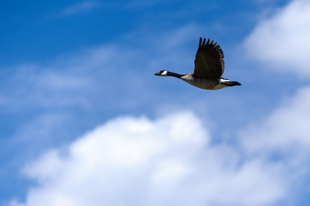 Canada Goose latin name Branta canadensis flying  on a beautiful blue sky, ,Alberta, Canadaの写真素材