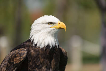 Closeup profile of a Bald Eagle Latin name Haliaeetus leucocephalus, Alberta, Canada  - bokeh backgroundの写真素材