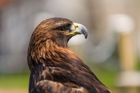 Golden Eagle Aquila chrysaetosprofile close up, Coaldale, Alberta - bokeh backgroundの写真素材