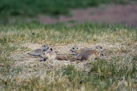 Prairie Dogs family, latin name Cynomys ludovicianus and nest in Canadian Prairies of Alberta,Canadaの写真素材