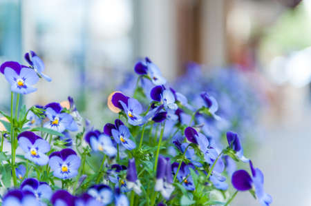 close up of viola garden in street of Winthrop, Washington State, USAの写真素材