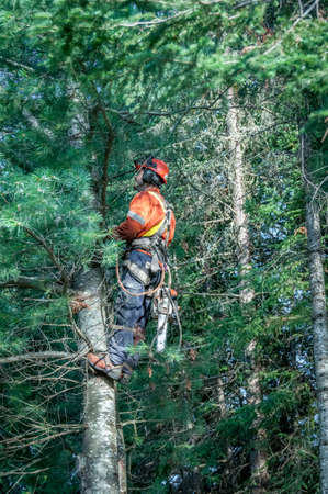Quebec, Canada - August 5, 2016 : Professional lumberjack cutting tree on the top  with a chainsaw in Quebec country, Canadaのeditorial素材