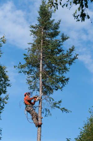 Quebec, Canada - August 5, 2016 : Professional lumberjack cutting tree on the top  with a chainsaw in Quebec country, Canada  - serial picturesのeditorial素材