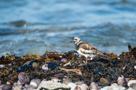 Ruddy Turnstone closeup among algae and shells on the seashore of Gulf of St Lawrence, Mingan Archipelago, Quebec,Canadaの写真素材