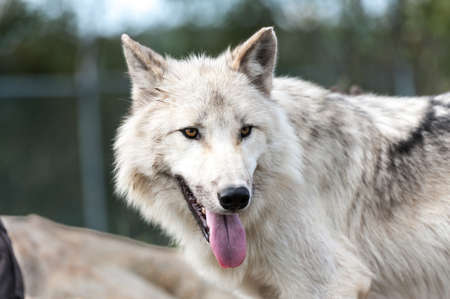 Wild gray wolf closeup looking at camera, Quebec, Canada
