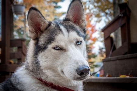 sled husky dog with blue eyes in Quebec country, Canadaの写真素材