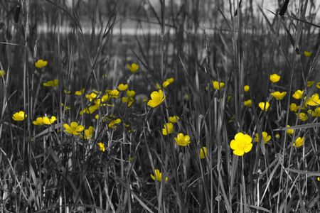 flower_01の写真素材