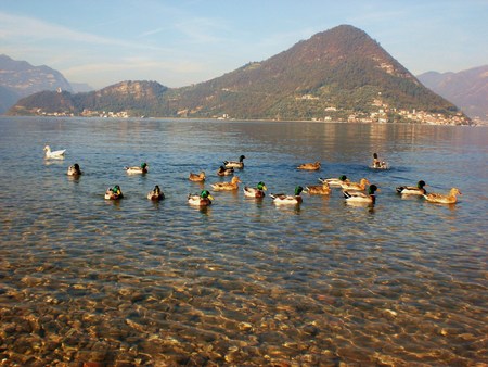 Lake Iseo, duksの写真素材