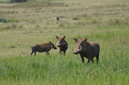 Family of warthogs grazes in the savannah on the shores of Lake Albertの写真素材