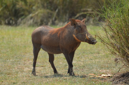 Solitary warthog grazes in the savannah on the shores of Lake Albertの写真素材