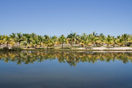 Palm grove with blue sky and reflexion in the waterの写真素材