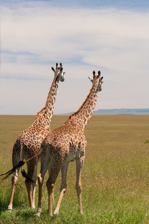 Giraffes through the grasslands of the Masai Mara Reserve (Kenya)の写真素材