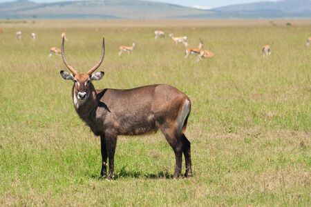 Antelope in the grasslands of South Africaの写真素材