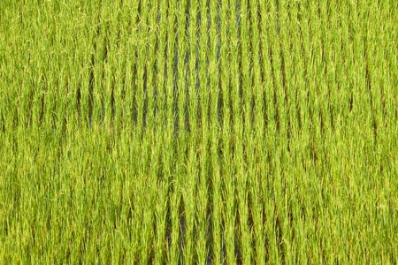 Green paddy field background in Madagascarの写真素材