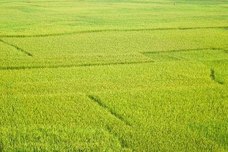 Green paddy field in Madagascarの写真素材