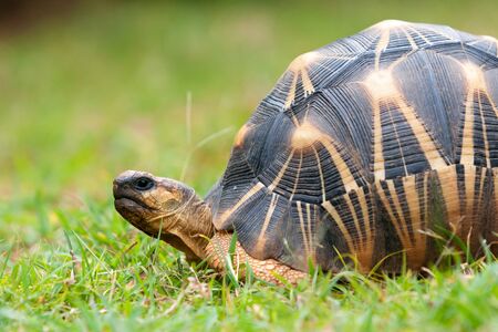 The radiated tortoise, endemic turtle from south of Madagascarの写真素材