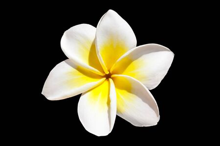 Frangipani flower isolated on black backgroundの写真素材