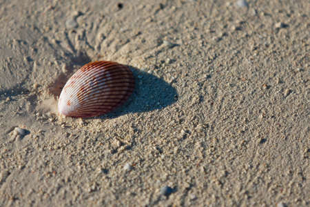 Seashell on the sand of Salary beach, south-western Madagascar