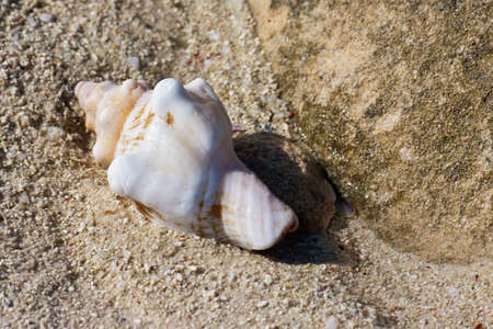 Seashell on the sand of Salary beach, south-western Madagascarの写真素材