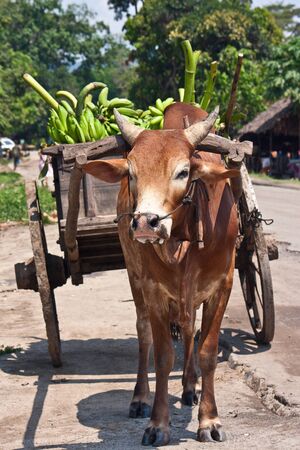 Charrette zebu on the road of Ankify, north of Madagascarの写真素材