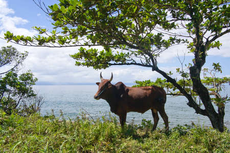 Zebu at the edge of the Antongil bay, east of Madagascarの写真素材