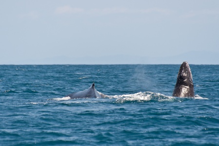 Humpback whale off the Sainte-Marie island, east of Madagascarの写真素材