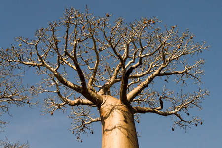 Baobab near Belo sur Mer, western Madagascar