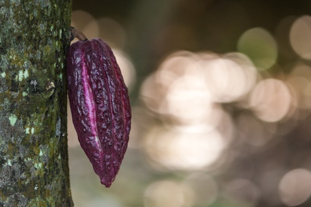 Cocoa pod from Ambanja, Madagascarの写真素材