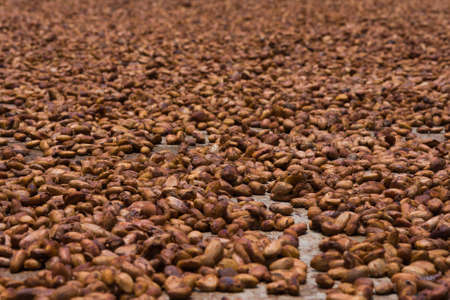 Cocoa beans from Ambanja, Madagascarの写真素材