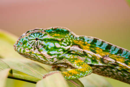 Panther chameleon, endemic reptile of Madagascarの写真素材