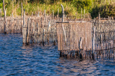 Harrows of shrimp, Pangalanes channel, Madagascarの写真素材