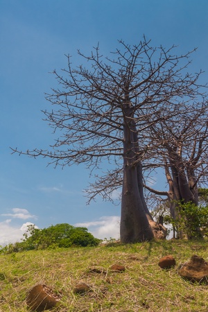 Adansonia suarezensis (Suarez Baobab) in the Antsiranana bay, north of Madagascarの写真素材